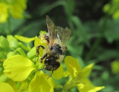 Andrena agilissima