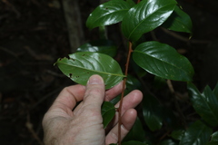 Celastrus subspicatus