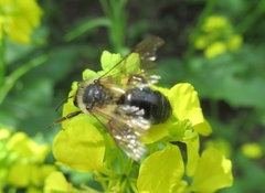 Andrena agilissima