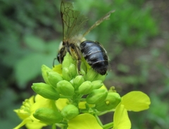 Andrena agilissima