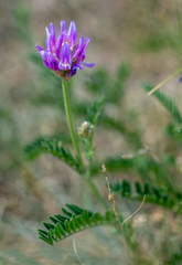Astragalus onobrychis