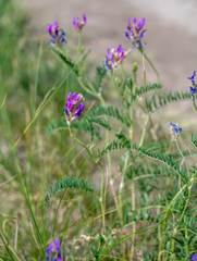 Astragalus onobrychis