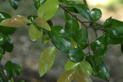 Gossia fragrantissima