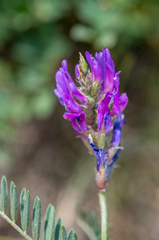 Astragalus onobrychis