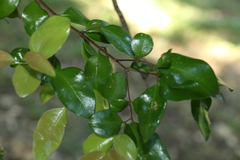 Gossia fragrantissima