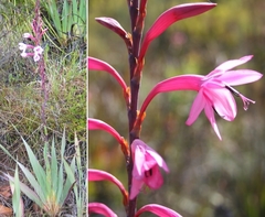 Watsonia fourcadei