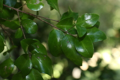 Gossia fragrantissima