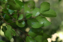 Gossia fragrantissima