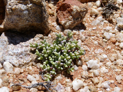 Schlechteranthus albiflorus