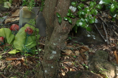 Gossia fragrantissima