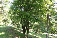 Gossia fragrantissima