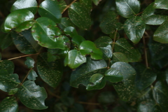 Gossia fragrantissima