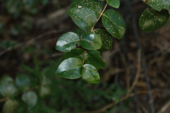 Gossia fragrantissima
