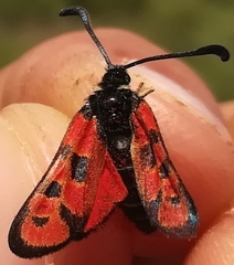 Zygaena hilaris