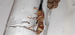 Ropalidia