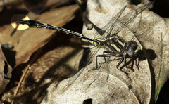 Gomphus