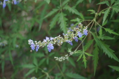 Vitex negundo heterophylla