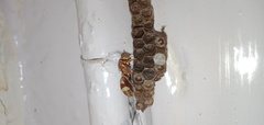 Ropalidia
