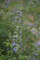 Vitex negundo heterophylla