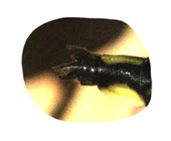 Gomphus