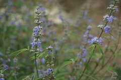 Vitex negundo heterophylla