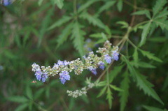 Vitex negundo heterophylla