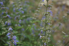 Vitex negundo heterophylla