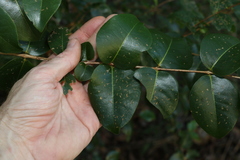 Gossia fragrantissima