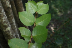 Gossia fragrantissima