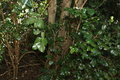 Gossia fragrantissima