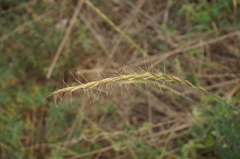 Elymus dahuricus
