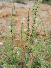 Salvia plebeia