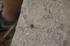 Chrysochus chinensis