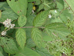 Rubus incanus
