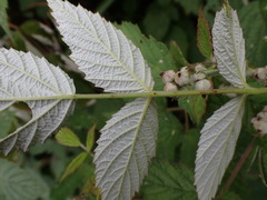 Rubus incanus