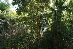 Gossia fragrantissima