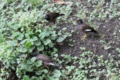 Acridotheres tristis