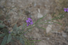 Dontostemon dentatus