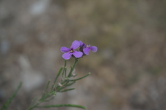 Dontostemon dentatus
