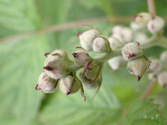 Rubus incanus