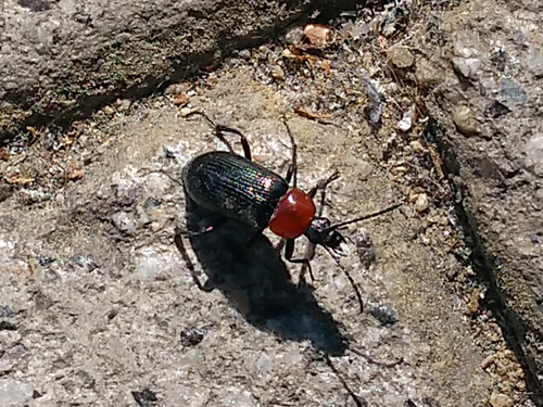 Heliotaurus ruficollis, Madrid, Madrid, Espanha, photo 5 of 10