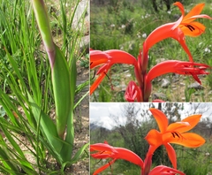 Watsonia spectabilis
