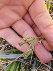 Kelleria tessellata