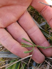 Kelleria tessellata