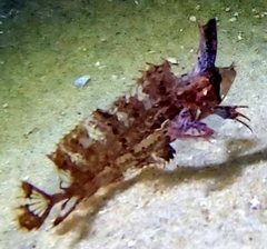 Cristiceps australis