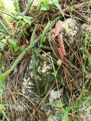Selenicereus spinulosus