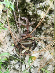 Lenophyllum acutifolium