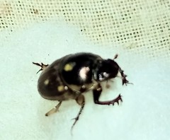 Digitonthophagus