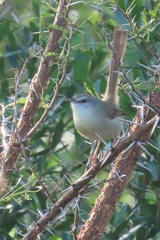 Prinia subflava subflava