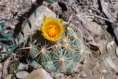 Coryphantha cornifera